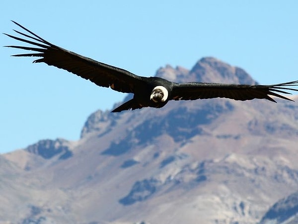 3. На флаге Эквадора красуется Андский кондор. Верно?