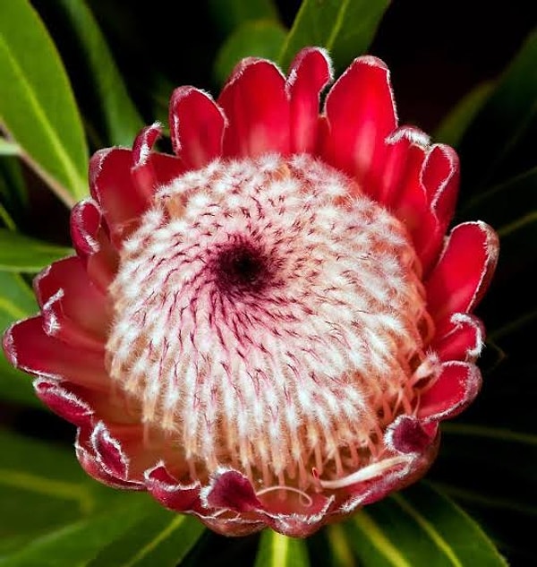 4. Национальным символом какой страны является дивный цветок протея?