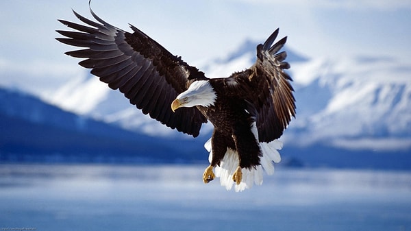 9. Является ли белоголовый орлан символом США? 🇺🇸