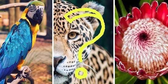 Тест: Хватит ли вашей эрудиции на то, чтобы отгадать национальные символы 10-ти стран?