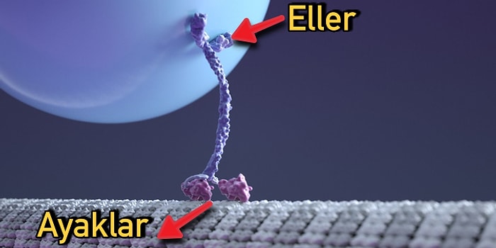 Şaşırmamak Elde Değil! Yürüyen Kinesin Proteinleri Gerçekten Bir Mucize mi?