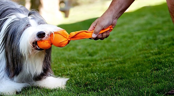 6. Собакам нравятся пищащие игрушки не потому, что они звучат мило, а потому, что собаки — хищники и привыкли слышать последний писк жертвы.