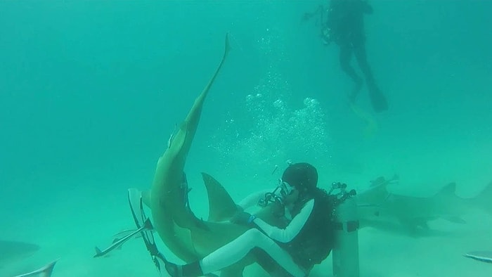 Kendi Hayatını Tehlikeye Atarak Kancaya Takılmış Köpek Balığının Hayatını Kurtaran Dalgıç