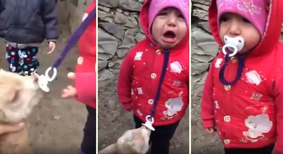 Yavru Keçiye Kaptırdığı Emziğini Geri Almaya Çalışan Ufaklığın Efsane Mücadelesi