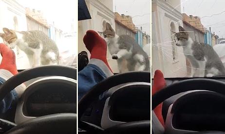İyi Oldu İyi! Kediyi Korkutmak İsterken Arabanın Camını Çatlatan Adam
