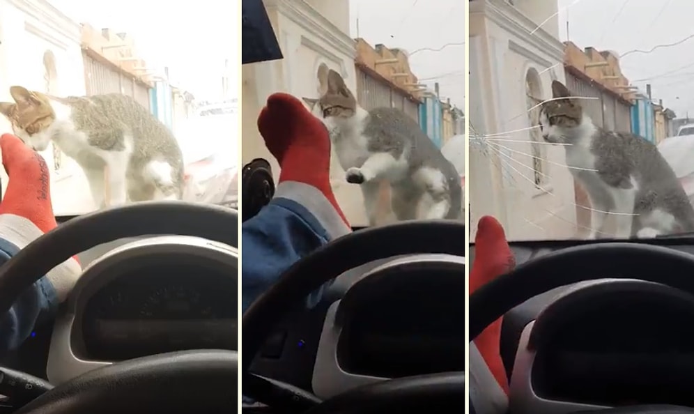 İyi Oldu İyi! Kediyi Korkutmak İsterken Arabanın Camını Çatlatan Adam