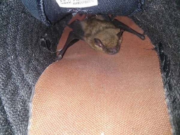 2. Вот так сюрприз...