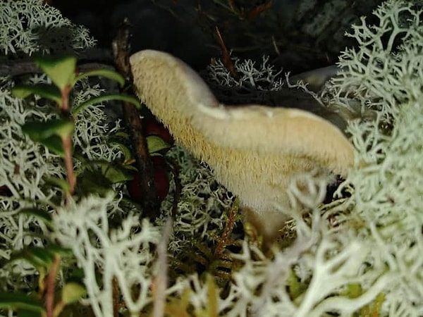 8. А вот это всего лишь гриб: