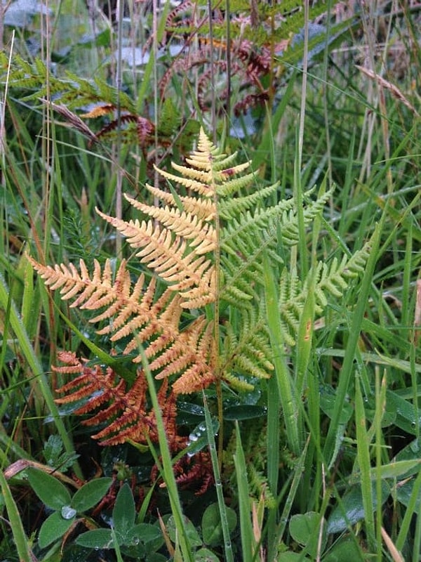 11. Эта жизнь относится к одной половине явно лучше, чем ко второй...