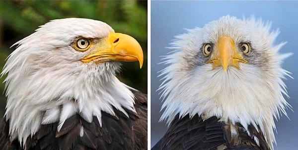 Sonunda Amerikan Bald Eagles'ın neden her zaman yan taraftan fotoğraflandığını anlıyorum.