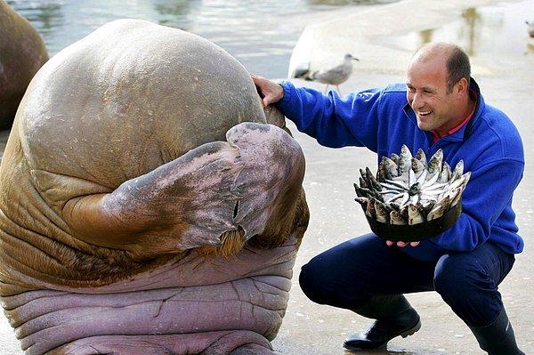 Bir doğum günü, Norveç için balık yapılmış bir pasta verildiğinde bir mors utanır