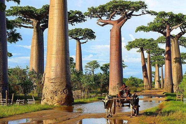 1. Baobab ağaçları (Madagaskar)