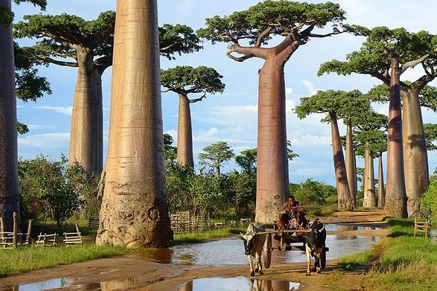 1. Baobab ağaçları (Madagaskar)