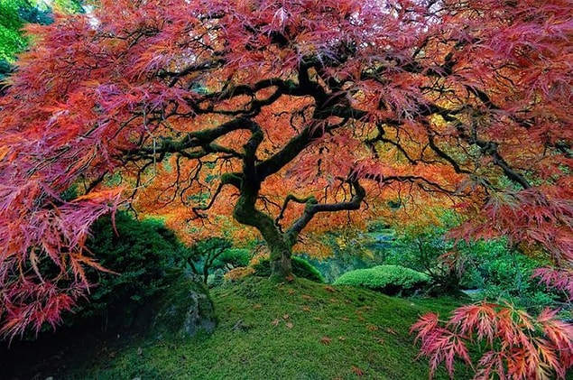 3. Bir Japon Akçaağacı (ABD)
