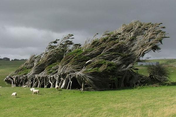 12. Kuvvetli rüzgarlardan bükülmüş ağaçlar (Yeni Zelanda)
