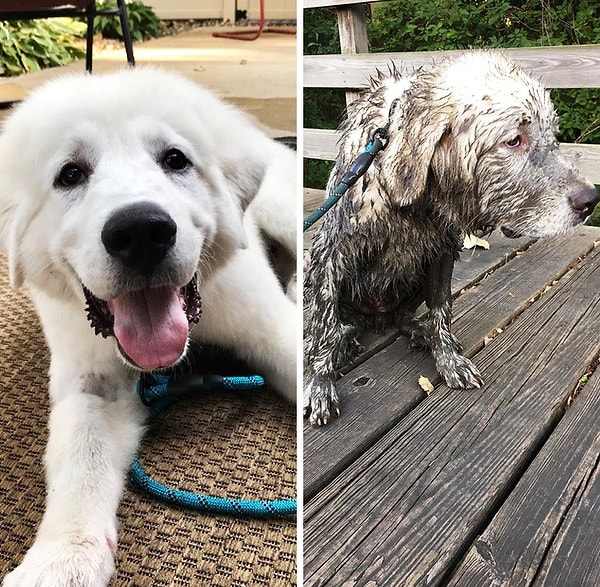 8. "Beyaz bir köpeğe bakmak zor değil dediler."