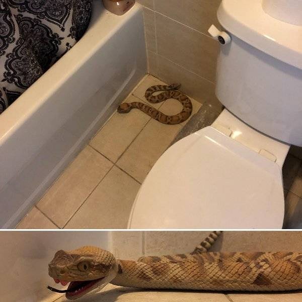 17. Все-таки мозг у пранкеров отсутствует полностью