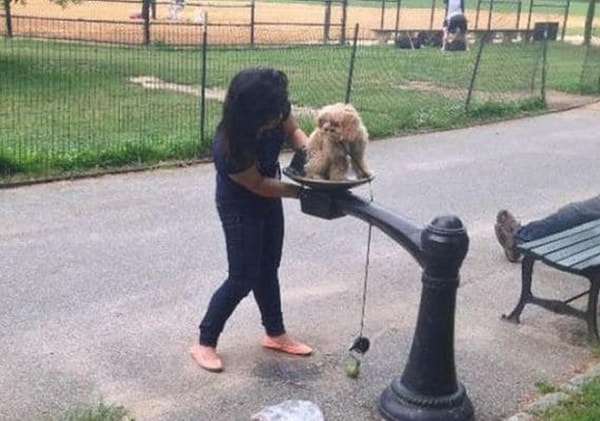 11. Эта дамочка использовала питьевой фонтанчик в Центральном парке Нью-Йорка в качестве биде для своей собаки