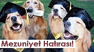 Üniversiteyi Kaç Yılda Bitireceğini Söylüyoruz!