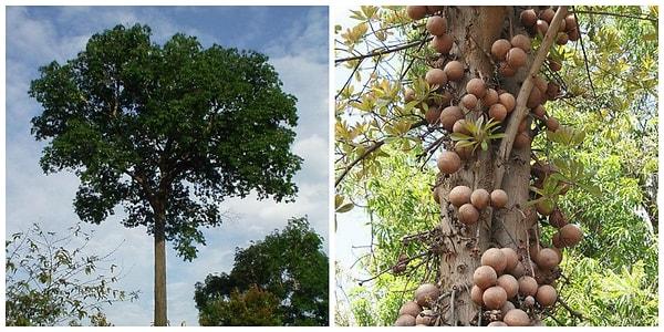 Brezilya cevizi, ağaçta yetişen Hindistan cevizi benzeri yuvarlak bir meyvenin içinden çıkar.