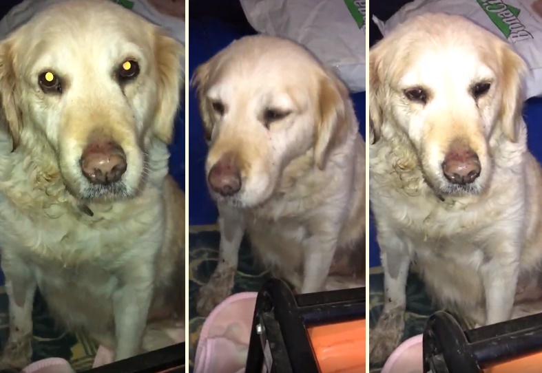 7 Yıl Evde Bakıldıktan Sonra Terk Edilen Köpeğin İnsanın İçini Acıtan