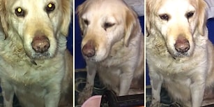 7 Yıl Evde Bakıldıktan Sonra Terk Edilen Köpeğin İnsanın İçini Acıtan Durumu