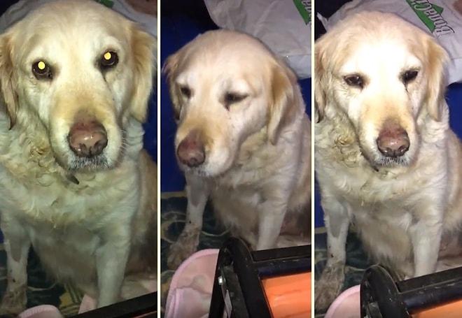7 Yıl Evde Bakıldıktan Sonra Terk Edilen Köpeğin İnsanın İçini Acıtan Durumu