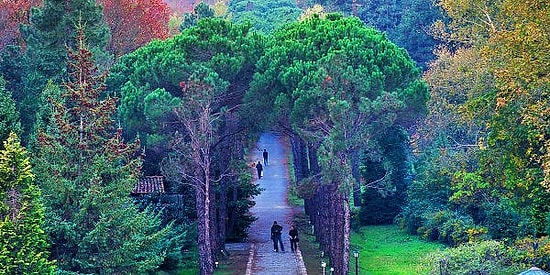 İstanbul'un Saklı Cenneti Atatürk Arboretumu Hakkında Bilmeniz Gereken Her Şey