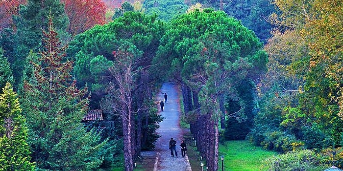 İstanbul'un Saklı Cenneti Atatürk Arboretumu Hakkında Bilmeniz Gereken Her Şey