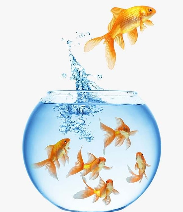 Вы выбрали самую молодую из всех золотых рыбок