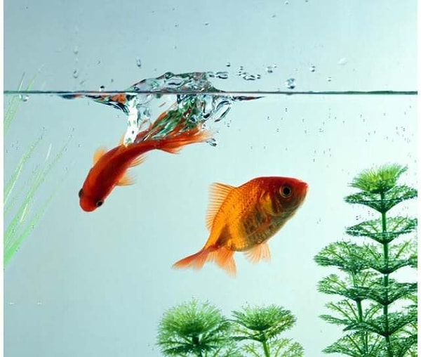 Вы выбрали капризную рыбку, которая махнула хвостиком, услышав ваше желание