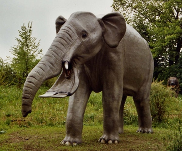 Platybelodon Grangeri