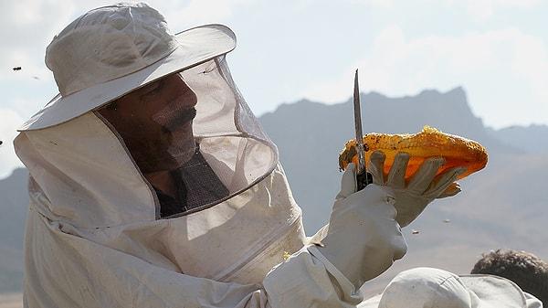 'Tarımsal faaliyetlerden uzak bölgelerdeki arıcılıkta toplu arı ölüm görülmüyor'