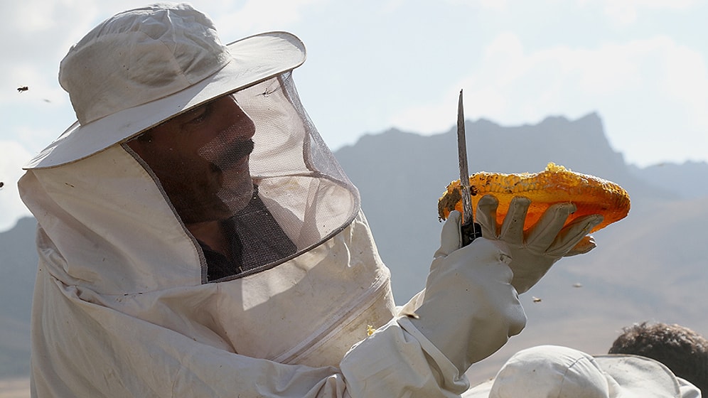 Toplu Arı Ölümlerinin Nedeni Zirai İlaçlar: 'Yılda 200 Bin Kovan Kaybediyoruz'