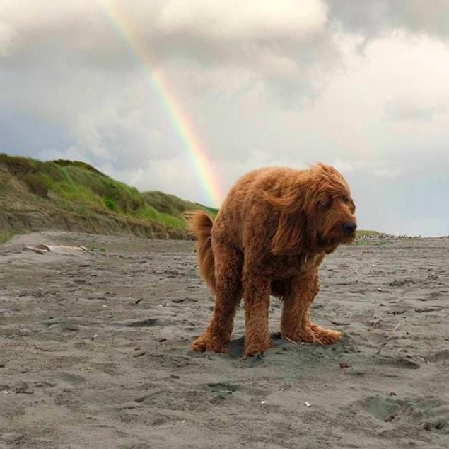 21. Yes, dogs are pooping rainbows!