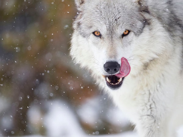 Ваше визуальное восприятие такое же, как у волка...