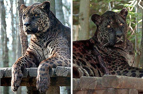 13. Jaglion, erkek jaguar ve dişi aslanın bulundukları hayvanat bahçesinde isteyerek çiftleşmesinden doğan sağlıklı bir bebek. Kanada'da ebeveynleri ile birlikte yaşamaya devam ediyor.
