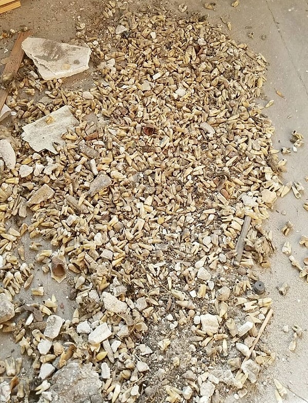 Точная причина того, почему человеческие зубы были спрятаны в стене, все еще не установлена, но некоторые предположения уже имеются.