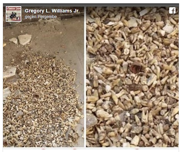 «Мы пытаемся найти ответ касательно данной ситуации, объединив факты вместе. По нашим оценкам, эти зубы принадлежат доктору Юмансу, который является стоматологом», - говорят местные власти.