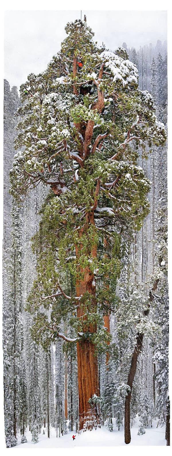 3. Dünyanın en büyük ikinci ağacı. Turuncu noktalara dikkatli bakın...
