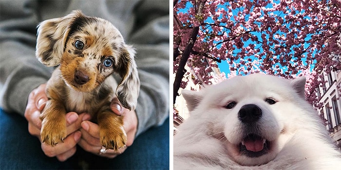 Yüzünüzde Kocaman Bir Gülümseme Yaratacak Bu Köpekleri Görünce Hemen Bir Köpek Sahiplenmek İsteyeceksiniz!