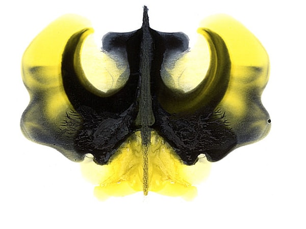 4. Вызывает ли какие-либо эмоции это пятно от чернил?