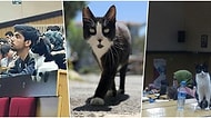 İstanbul Tıp Fakültesi'nde Derslere Giren ve Dikkatlice Hocaları Dinlerken Amfide Uyuyakalan Kedi'yle Tanışın! 😻