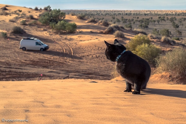 Уиллоу вообще предпочитает держаться поближе к фургону. Мало ли что :D