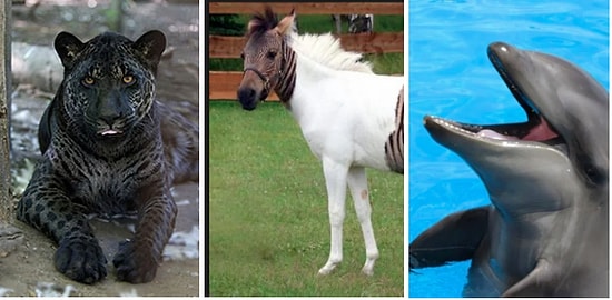 Kimi Doğa Ana Kimi de İnsan Eliyle Bir Araya Gelmiş İki Türden Doğan 13 Aşırı Güzel Hayvan