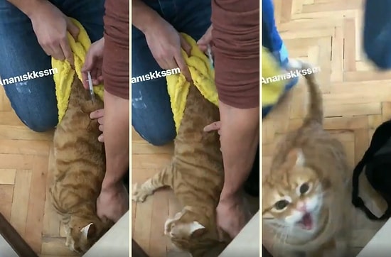 İğne Olduktan Sonra Can Acısıyla Kaçmaya Çalışan Kedinin Yaşattığı Korku Dolu Anlar