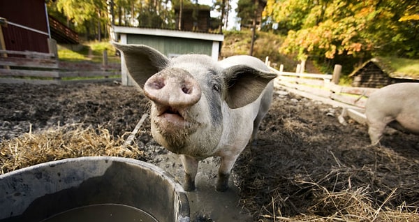 7. Свиньи-убийцы