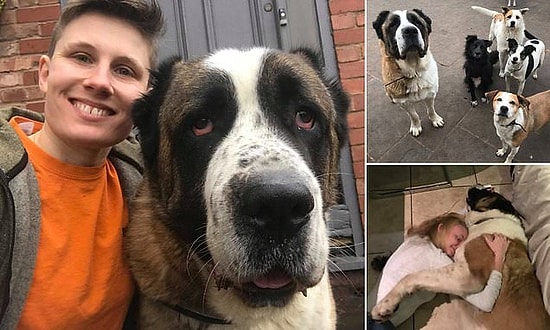 В Великобритании 80-килограммовый пес испугался фейерверка и умер от сердечного приступа