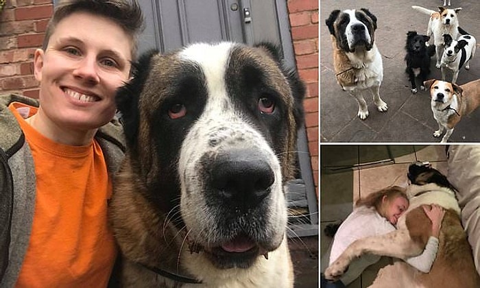 В Великобритании 80-килограммовый пес испугался фейерверка и умер от сердечного приступа