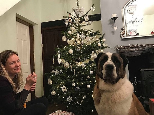 9. В приюте Биллингтон собаки не сидят в вольерах, а гуляют по территории свободно.